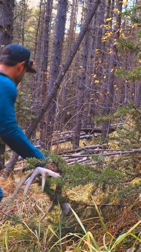 Watch our bushcraft build come together! What style of shelter would you build? #naturelovers #natureescape #scenicviews #outdooractivities #adventure #bushcraft | Nature Daddy