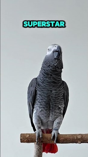 Baby Zeus Says “Superstar!” ⭐️ + “Perfect!” (Real Talking African Grey)