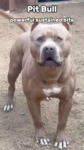 Top 3 Animals That Can Lock Their Jaws 🦷🐊 | INFINIAFACTS