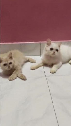 White Male & Golden Female Pure Persian Kittens