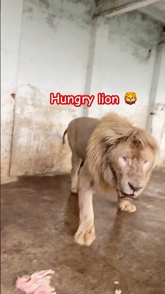 Hungry lion 😡😱 #wildliferescue #animals #largecats #tigerspotted #lionnation #lion #wildlife 😱