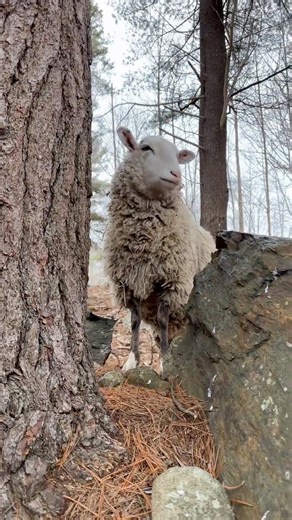 8.1K views · 907 reactions | Our Forest is rich with so much diversity in plant life and minerals. Living along a Tidal River makes for a flavourful environment for the animals. Just yesterday there were chunks of ice cubes falling from the branches of the maples and you could taste a hit of sweetness | Our Farmacy | Facebook
