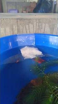 Betta breeding part-3 | betta breeding malayalam|#shorts #bettafish