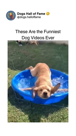 Dogs • Cute Dogs • Dog Videos on Instagram: "The absolute funniest dog videos ever recorded — where legendary fails, unexpected reactions, and perfect comedic timing create the ultimate laughter compilation. From dogs experiencing brain malfunctions during simple tasks to those delivering Oscar-worthy dramatic performances over nothing, each clip represents peak canine comedy. The shocked expressions, the slow-motion disasters, the moments where dogs defy all logic and reason — every second prov