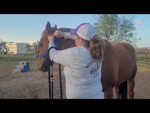 DIY breakaway halter!