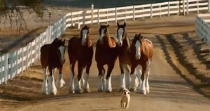 Flashback: Clydesdales Reunite With Puppy in Adorable 'Reunited With Buds' Ad