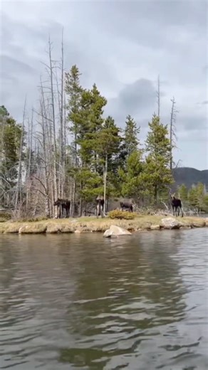 428K views · 10K reactions | Happy Moose Monday from Grand Lake,...