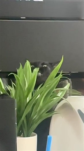 Cat Flossing Teeth with a Plastic Plant