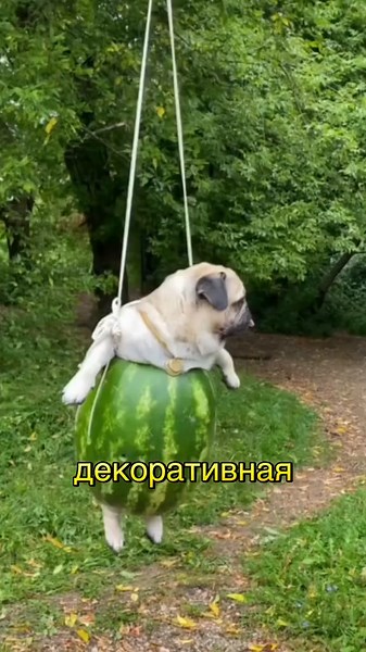 Мопсы: Очарование декоративных собак из Китая
