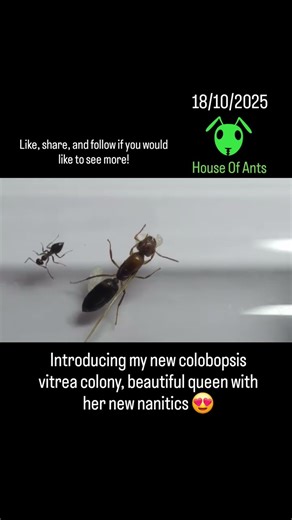 18/10/2025 Colobopsis Vitrea Colony #ants #nature #singapore #insects #pets