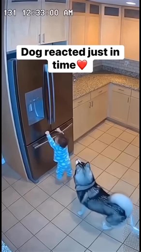 Boss Baby on Instagram: "When Dogs Become Angels 💔 I’m still shaking a little thinking about it. He’s so curious lately. Always exploring, always reaching for things he shouldn’t. Today it was the fridge. He’s tiny, stubborn, determined — stretching his little hands toward that handle like it was his biggest mission of the day. And before I could even react, Max was already there. Not once. Not twice. Three times. Today reminded me that we didn’t just get a pet. We were given a guardian. ❤️"