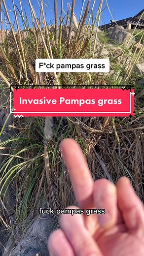 Invasive Pampas Grass in California: A Growing Threat