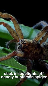 6K views · 67 reactions | #DavidAttenborough witnesses a stick insect fighting a deadly huntsman spider! | Nature Bites | Facebook
