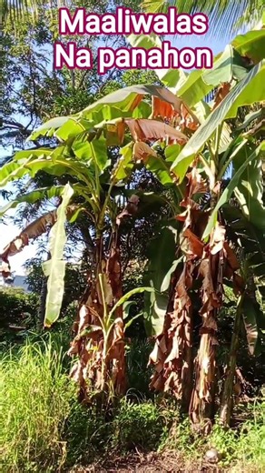 maaliwalas na panahon kagaya nman sa pag asa.