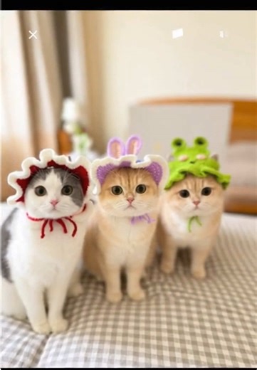 Con mèo dễ thương | mủ len cho mèo #conmeo #cat #meow #mulenchomeo #thucung