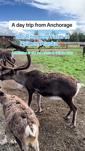 ThriftyCarRentalAlaska on TikTok