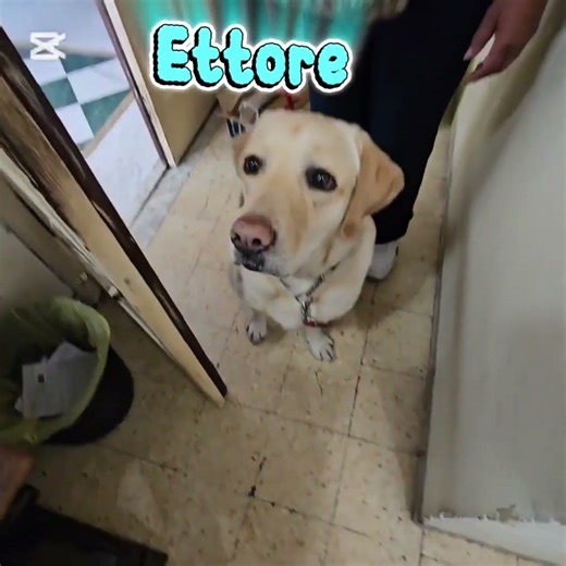 A Ettore in biscottini gli fanno un baffo ci vuole un osso bello grosso.