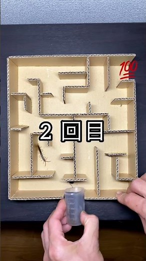 Insect Maze! Bombardier Beetle and Centipede search for an escape route!