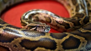 Il découvre un python de 2 mètres dans ses corn-flakes