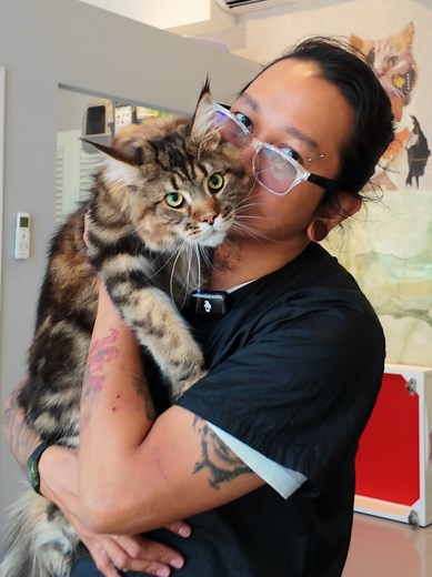 KUMA the MAINE COON: A Distinguished Gentleman