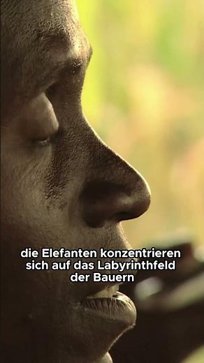 Hungry elephants attack fields