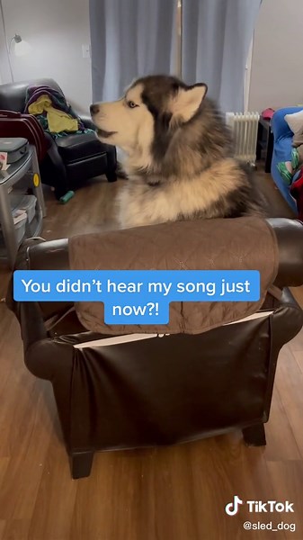 Sherlock & Brigid Husky on TikTok
