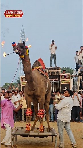 Camel Dance at Beri Fair – Traditional Moves Meet USA Style Rodeo in 2025