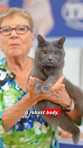 TICA on Instagram: "Have you ever heard of the Chartreux cat? 😻 This stunning blue-gray cat comes from France and is one of the country’s oldest and rarest natural breeds. 🐾 Known for their dense, plush coat, deep copper eyes, and quiet, gentle nature — the Chartreux has often been called a “smiling cat” because of its sweet expression. Their history dates back to French monasteries in the 16th century, where they were prized companions and excellent mousers. Today, they are extr
