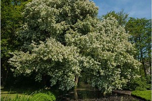Do Hawthorn Trees Smell Bad?