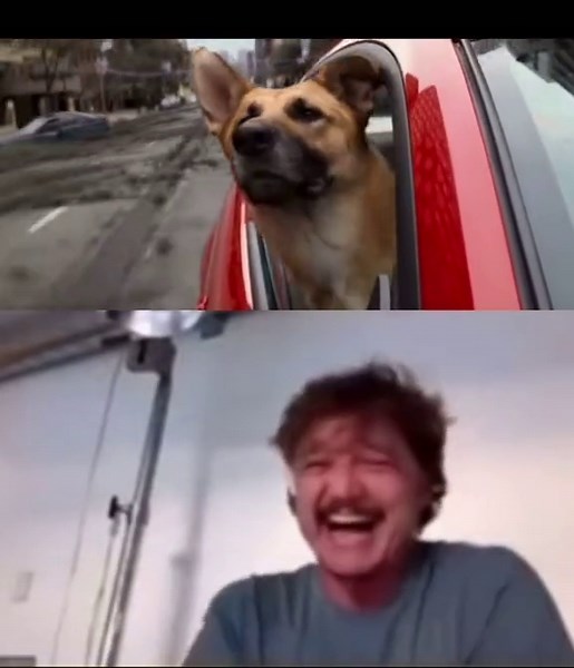 Heartbreaking Scene: Will Smith's Dog in I Am Legend