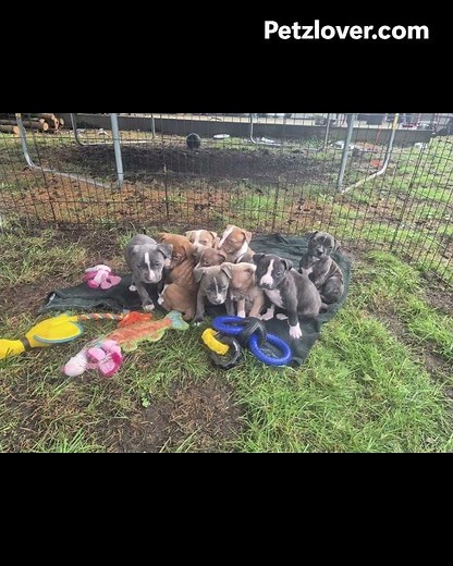 Meet this adorable American Pit Bull Terrier puppy from Maple Ridge, British Columbia!