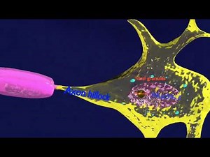neuron structure 3d - neuroanatomy basics - nerve cell - dendrites cell body axon terminal buttons