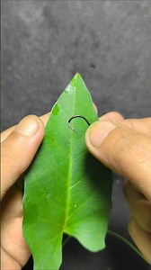 Easy way to install water spinach bait to catch tilapia