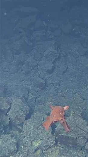 MBARI on Instagram: "Spotted: Spectacular seafloor cephalopod!⁠ ⁠ MBARI’s robotic submersibles often spot flapjack octopus resting on the mud, their orange body resembling a flat, fluffy pancake. When startled by a predator, a flapjack octopus perks up and swims to safety by flapping its stubby fins, pulsing its webbed arms, pushing water through its funnel for jet propulsion—or all three at once. When the coast is clear, they stretch their webbed arms and parachute back to the seafloor."