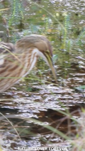 American bittern catching fish #ytshorts #birds #nature