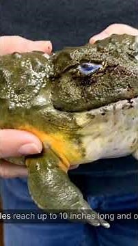 African Bullfrog: Africa's Giant Jawed Monster – Voracious Predator & Devoted Dad!