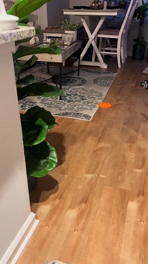 #halloween #chocolatelab #labrador