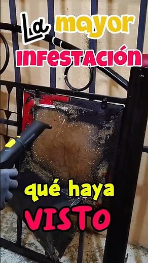 cómo eliminar a las chinches y cucarachas infestación severa #fumigador #fumigacionixtapaluca