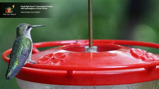 The World's Best Hummingbird feeder. 💖 Our High Perch hummingbird feeder is the perfect way to attract hummingbirds to any yard. The high perch allows hummingbirds to comfortably rest, providing you with better, longer views 👀 of the birds. The feeder has a clear bottom that allows you to see hummingbirds’ tongues 👅 lap up nectar (up to 12 times a second) as well as the level of the nectar solution. The feeder comes with a built-in ant moat to deter crawling bugs from reaching the nectar solu