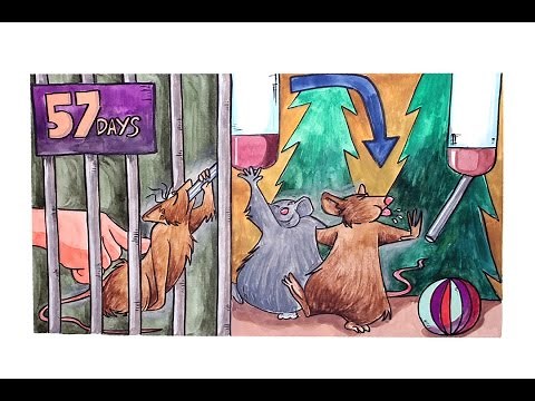 Addiction an the Rat Park Experiments - Short Version