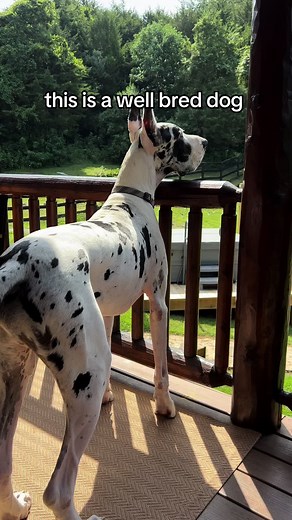 Understanding Well-Bred vs. Inbred Dogs