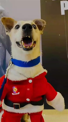 “Train like it’s real, work as you’ve trained, and trust the nose that never lies.” Happy Friday Everyone!!!! WE ARE SAS K9! | Search and Secure Canine Training and Services International Inc.(SAS K9)