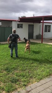 37K views · 379 reactions | Temp testing for dog aggression today in...