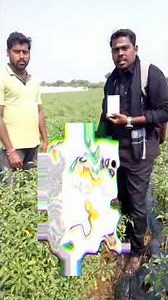 Chilli Crop లో Greenness & Flowering కోసం Grovita Plus – Best Results! grovitaplus in chilli crop