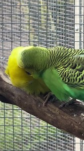 72K views · 16K reactions | Nothing like a morning preen sesh...