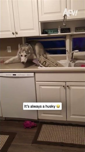 It's always a husky 😂