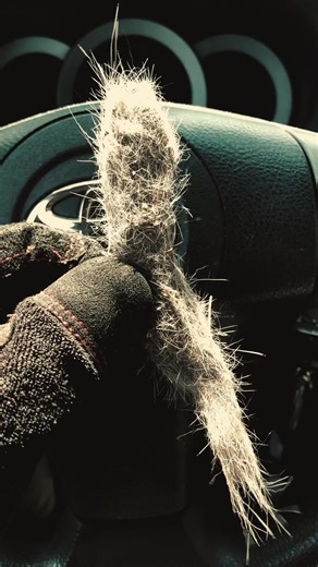 Wolf Hair Found Near Field Sighting?