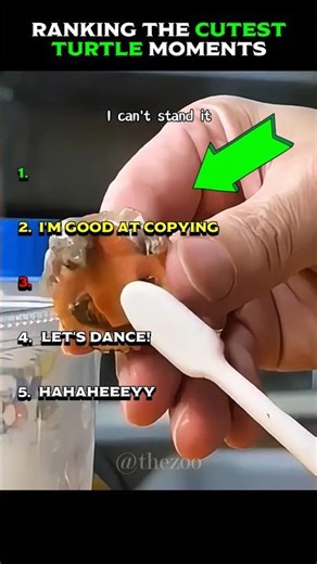 Ranking The Cutest Turtle Moments 😋