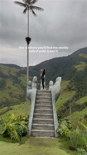 Where You'll Find The TALLEST PALM TREES IN THE WORLD