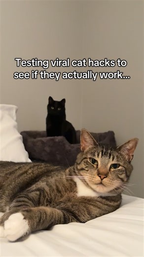 Winston and Spooky on Instagram: "Testing viral cat hacks #catsofinstagram #catstagram #catlover #cathacks #mythbusting #catlife #catsofig #catmom #blackcat #cute #fyp"